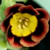 Primula Auricula Finchfield - Abriachan Nurseries